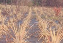 Agriculture/Kissidougou : une nuit de flammes réduit à néant le rêve d’un jeune producteur d’ananas