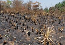 Kindia : Tragédie agricole à Friguiagbé, le champ du jeune Aboubacar Camara entrepreneur ravagé par un incendie