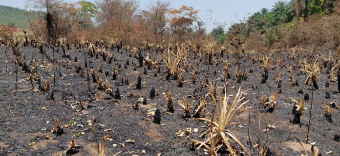 WhatsApp Image 2026-04-06 at 17.55.28