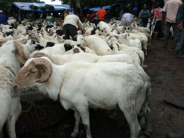 Marche-de-moutons-en-Guinee