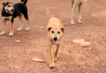 Morsures, attaques de bétail: les chiens errants terrorisent des quartiers de Kissidougou