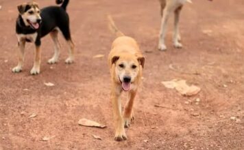 Morsures, attaques de bétail: les chiens errants terrorisent des quartiers de Kissidougou